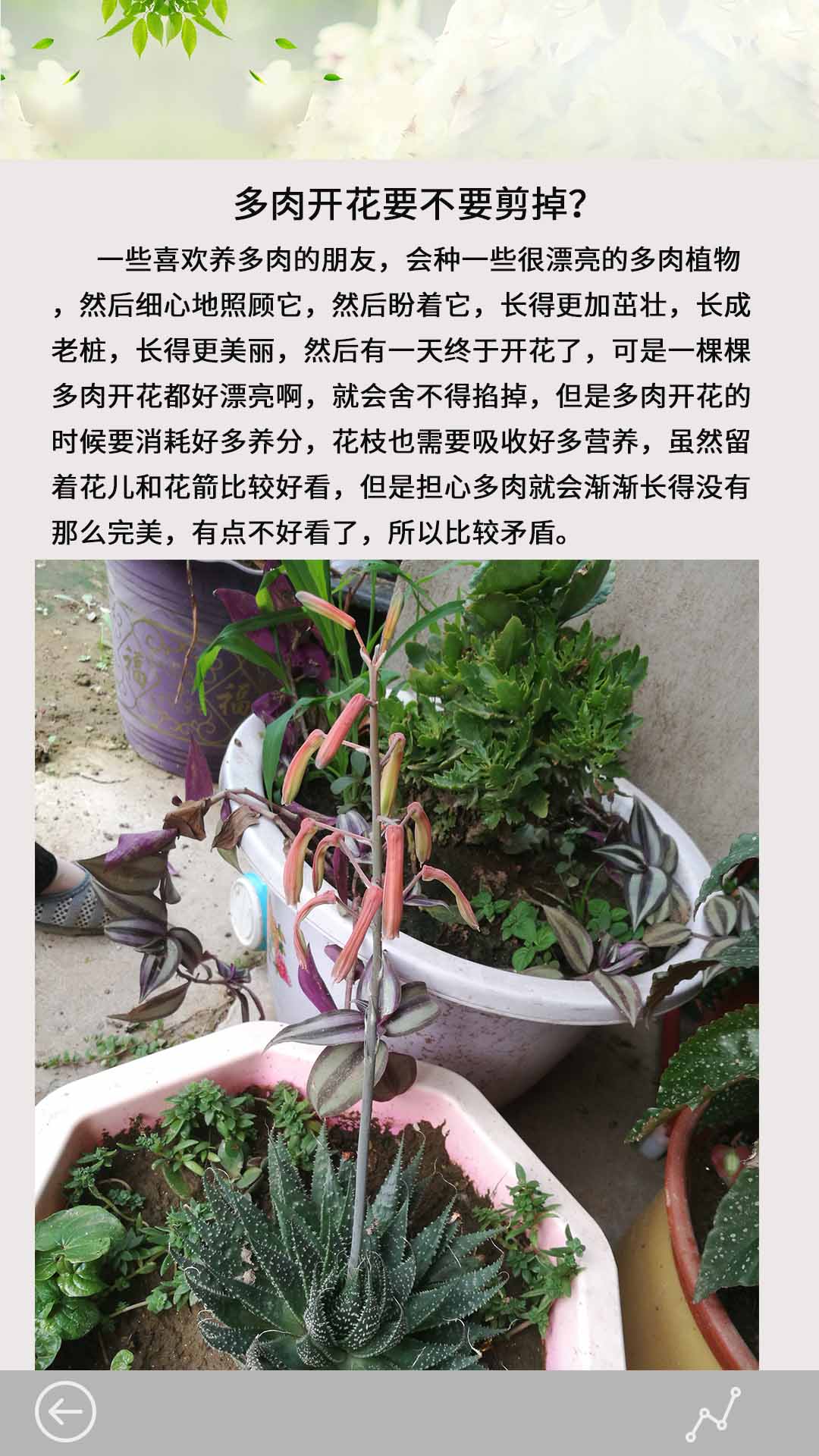 多肉花草成长日记app图3