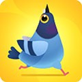 疯狂的鸽子（Pigeon）图标