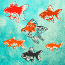 金魚育成游戏图标