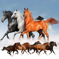 HORSE RACING PRO官网版图标