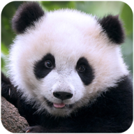 The Panda手游图标
