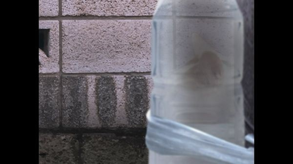 翌日猫之怪奇谭