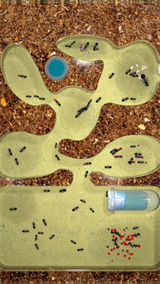 Ant Colony手机版图1