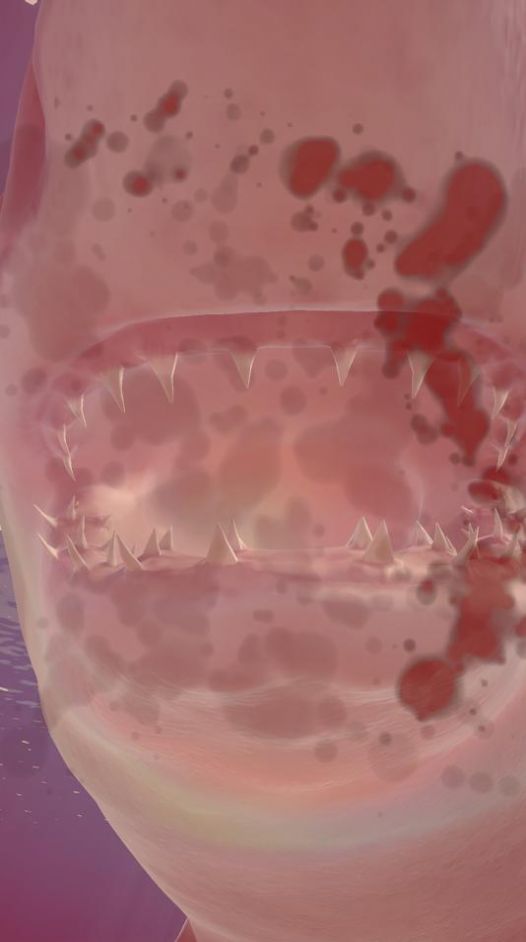 Shark最新版图1