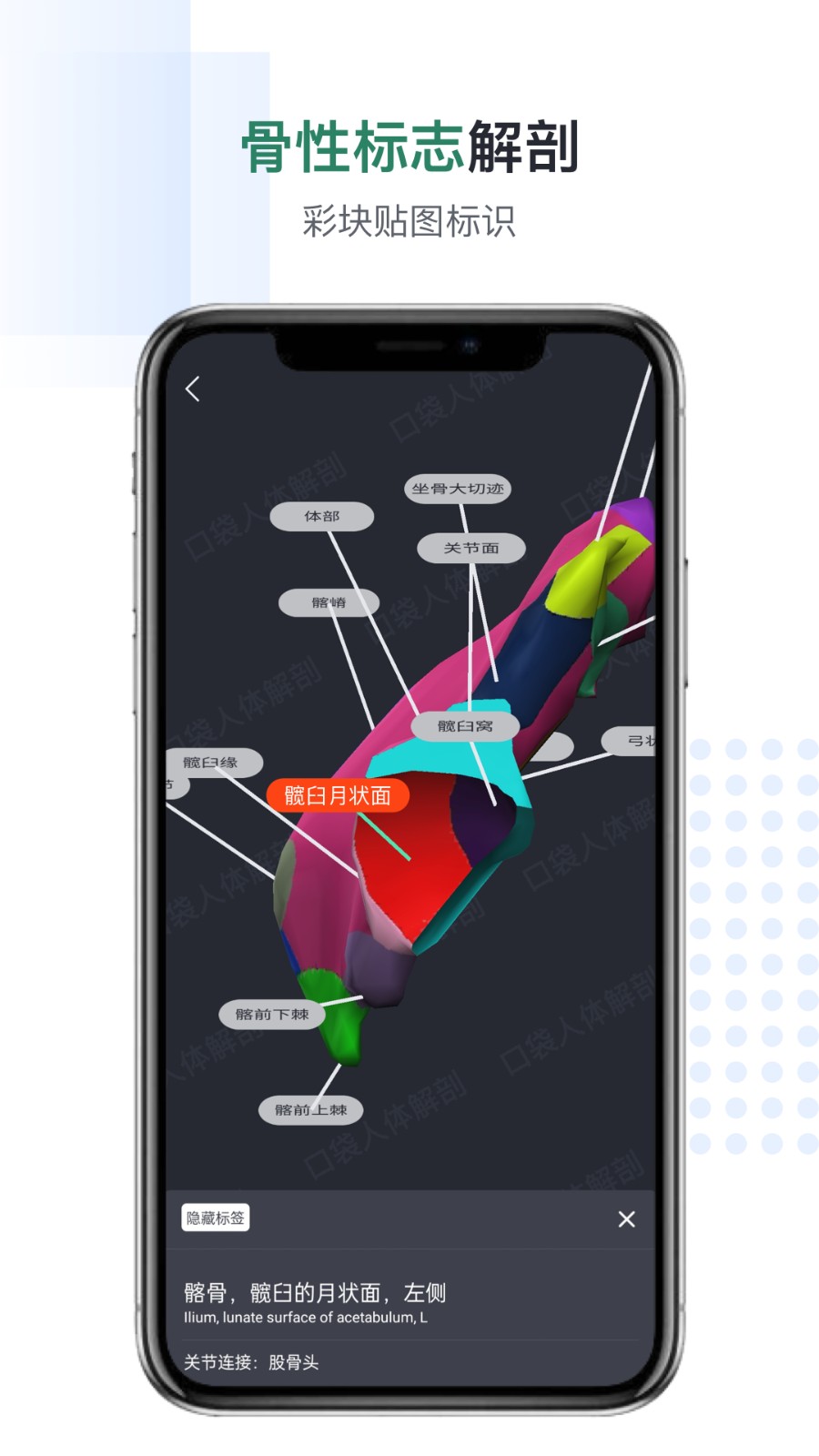 口袋人体解剖手机版图3