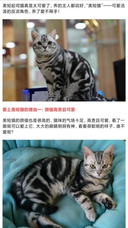 我的猫翻译app图3