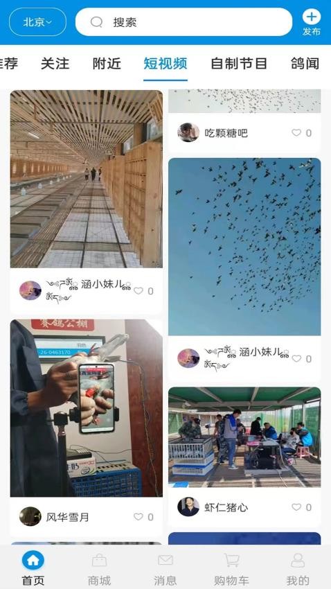鸽网通app