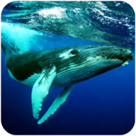 座头鲸模拟器（The Humpback Whales）图标