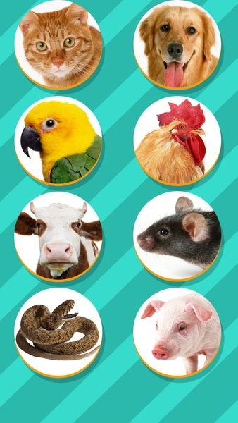pet translator软件图3
