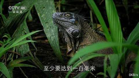 全网通TV软件图1