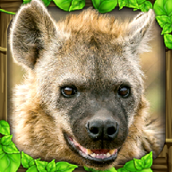 HyenaSim游戏图标