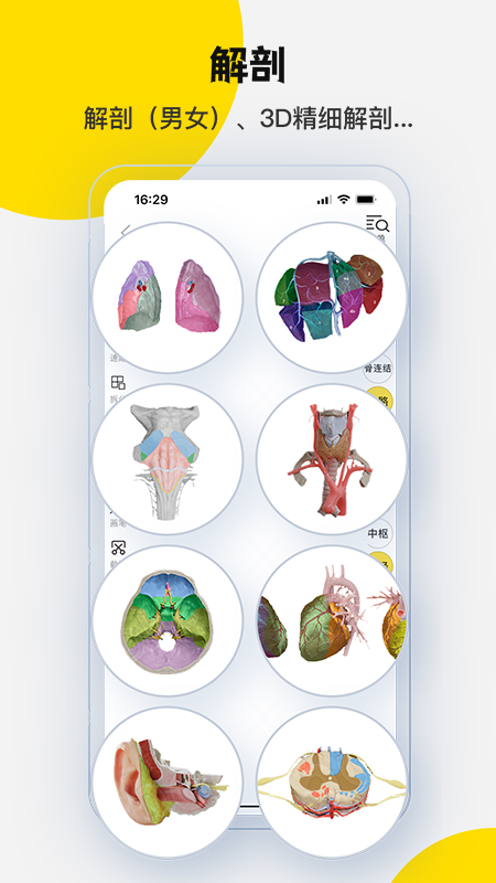 3Dbody解剖软件图2