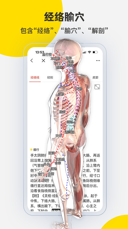 3Dbody解剖软件图3