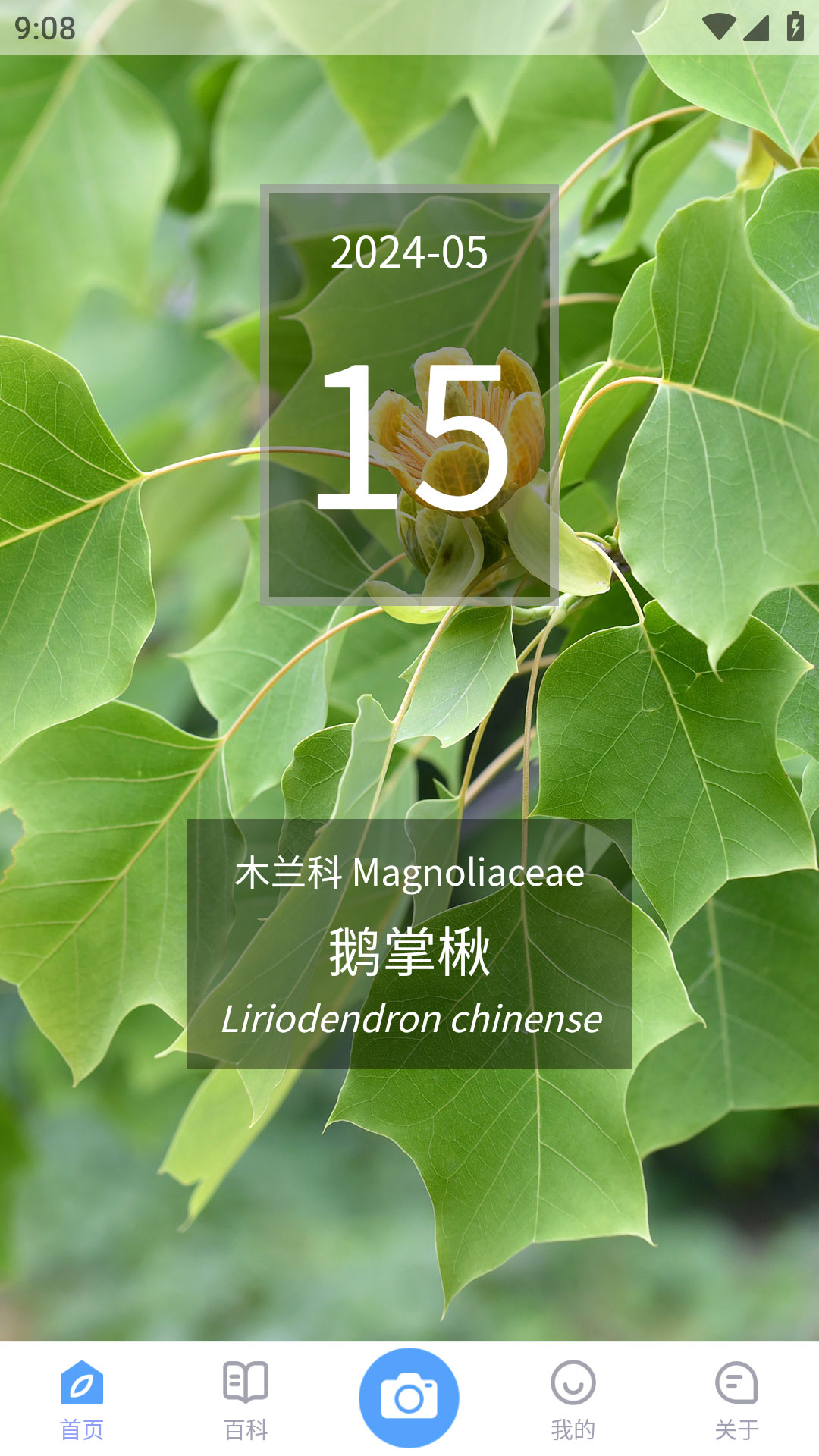 植物智app图4