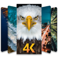 4K壁纸app图标