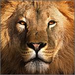 Safari Online Evolution游戏图标