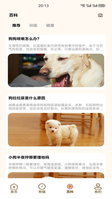 小熊猫CZR图1