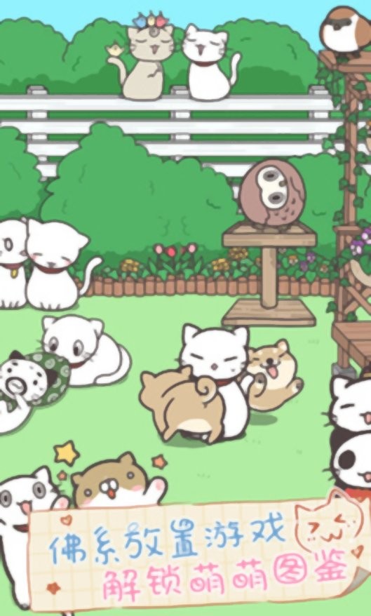 猫咪饲养日常图3